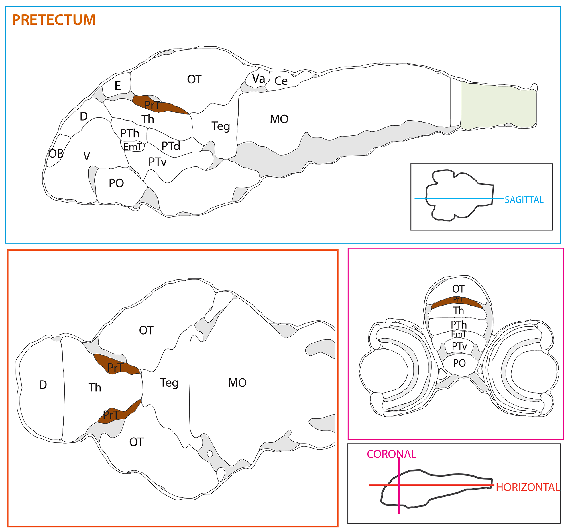 Schematic showing the position of the pretectum in sagittal, horizontal and coronal sections through the zebrafish brain. Based on the anatomical segmentation of 3 day old zebrafish larval brain by Thomas Müller, Olaf Ronneberger, Wolfgang Driever and colleagues. For details see Ronneberger et al., Nat. Meth. 2012 and http://vibez.informatik.uni-freiburg.de Abbreviations: Ce, cerebellar plate; D, dorsal telencephalon/pallium; E, epiphysis; EmT, eminentia thalami; Hb, habenula; Hyp, hypothalamus; MO, medulla oblongata; OB, olfactory bulb; OT, optic tectum; PG, preglomerular complex; PO, preoptic area;PrT, pretectum; PTd, posterior tuberculum dorsal part; PTh, prethalamus; PTv posterior tuberculum ventral part; Teg, tegmentum; Th, thalamus; TS, torus semicircularis; V, ventral telencephalon/subpallium; Va, valvula cerebelli.