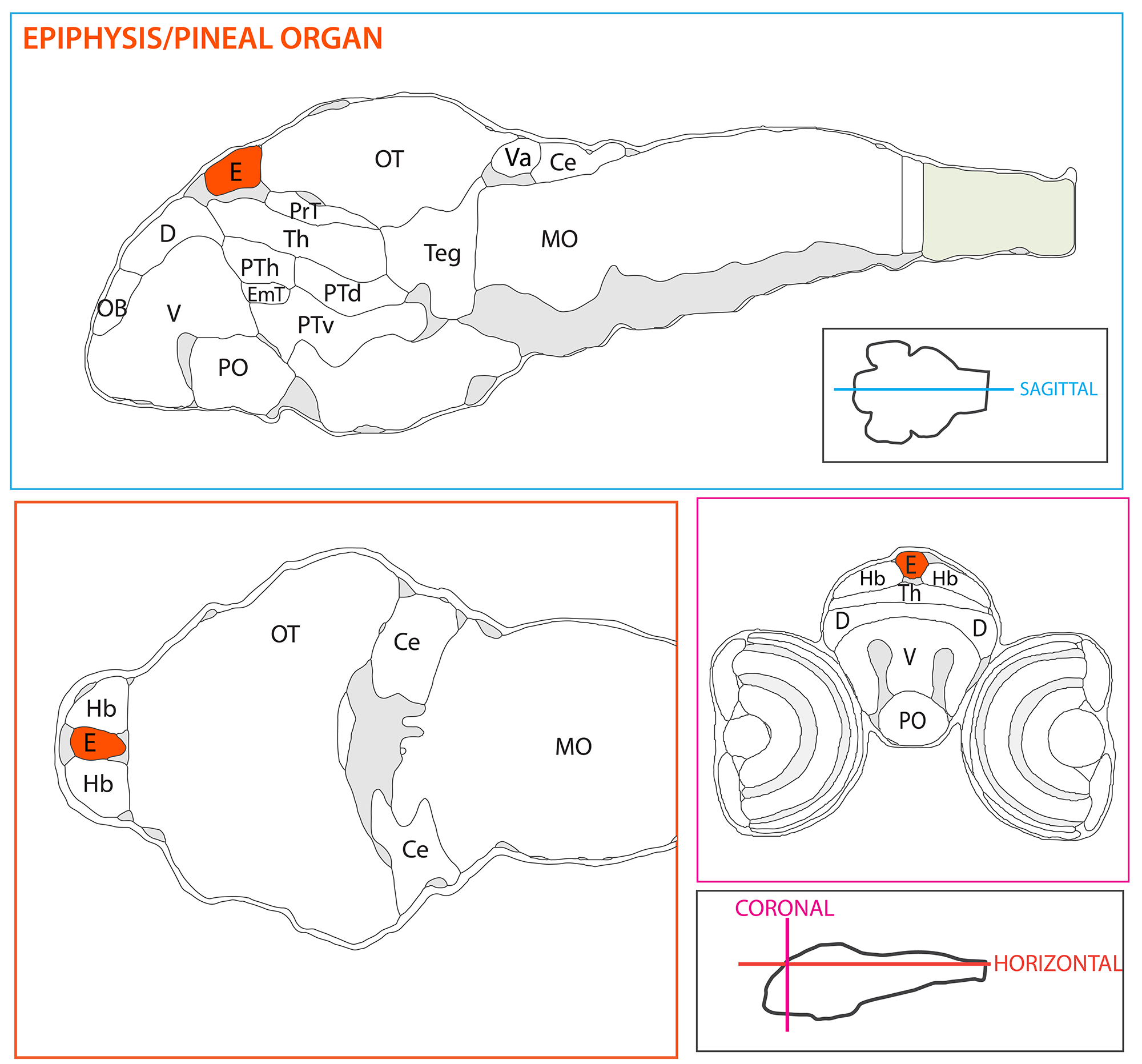 Schematic showing the position of the pineal/epiphysis in sagittal, horizontal and coronal sections through the zebrafish brain. Based on the anatomical segmentation of 3 day old zebrafish larval brain by Thomas Müller, Olaf Ronneberger, Wolfgang Driever and colleagues. For details see Ronneberger et al., Nat. Meth. 2012 and http://vibez.informatik.uni-freiburg.de Abbreviations: Ce, cerebellar plate; D, dorsal telencephalon/pallium; E, epiphysis; EmT, eminentia thalami; Hb, habenula; Hyp, hypothalamus; MO, medulla oblongata; OB, olfactory bulb; OT, optic tectum; PG, preglomerular complex; PO, preoptic area;PrT, pretectum; PTd, posterior tuberculum dorsal part; PTh, prethalamus; PTv posterior tuberculum ventral part; Teg, tegmentum; Th, thalamus; TS, torus semicircularis; V, ventral telencephalon/subpallium; Va, valvula cerebelli.