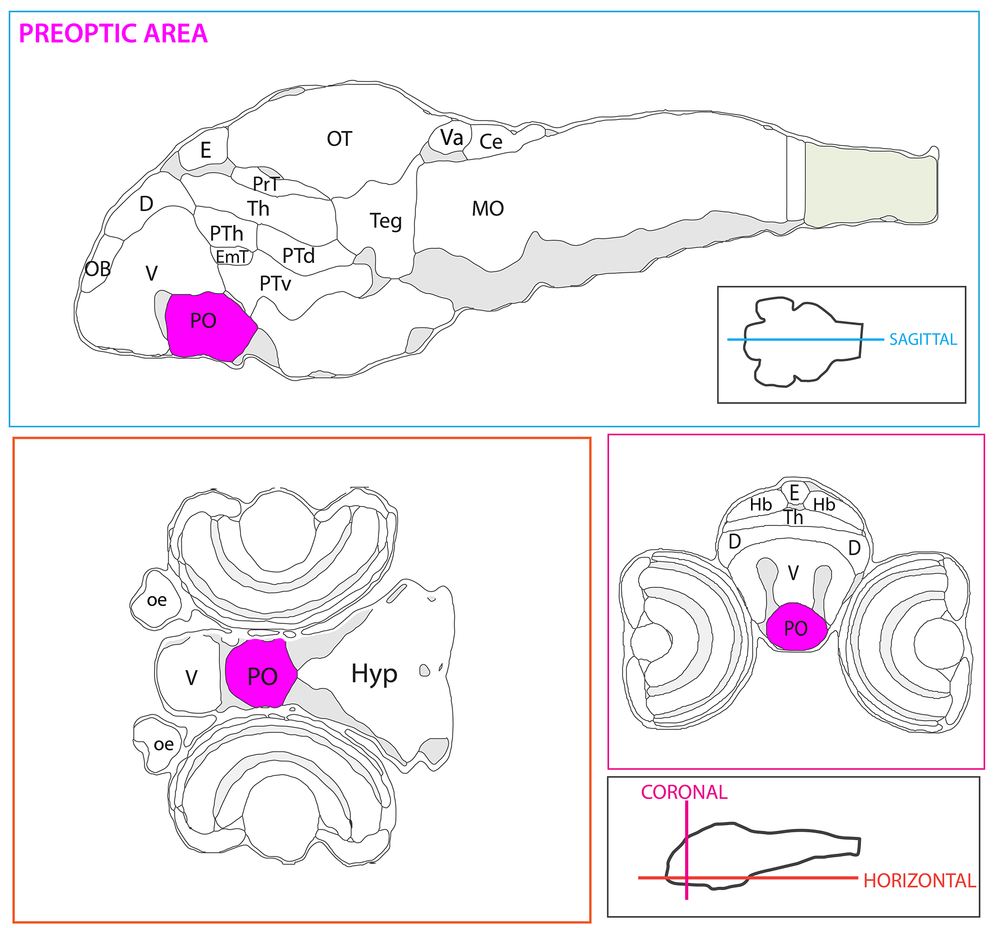 Schematic showing the position of the preoptic area in sagittal, horizontal and coronal sections through the zebrafish brain. Based on the anatomical segmentation of 3 day old zebrafish larval brain by Thomas Müller, Olaf Ronneberger, Wolfgang Driever and colleagues. For details see Ronneberger et al., Nat. Meth. 2012 and http://vibez.informatik.uni-freiburg.de Abbreviations: Ce, cerebellar plate; D, dorsal telencephalon/pallium; E, epiphysis; EmT, eminentia thalami; Hb, habenula; Hyp, hypothalamus; MO, medulla oblongata; OB, olfactory bulb; OT, optic tectum; PG, preglomerular complex; PO, preoptic area;PrT, pretectum; PTd, posterior tuberculum dorsal part; PTh, prethalamus; PTv posterior tuberculum ventral part; Teg, tegmentum; Th, thalamus; TS, torus semicircularis; V, ventral telencephalon/subpallium; Va, valvula cerebelli.
