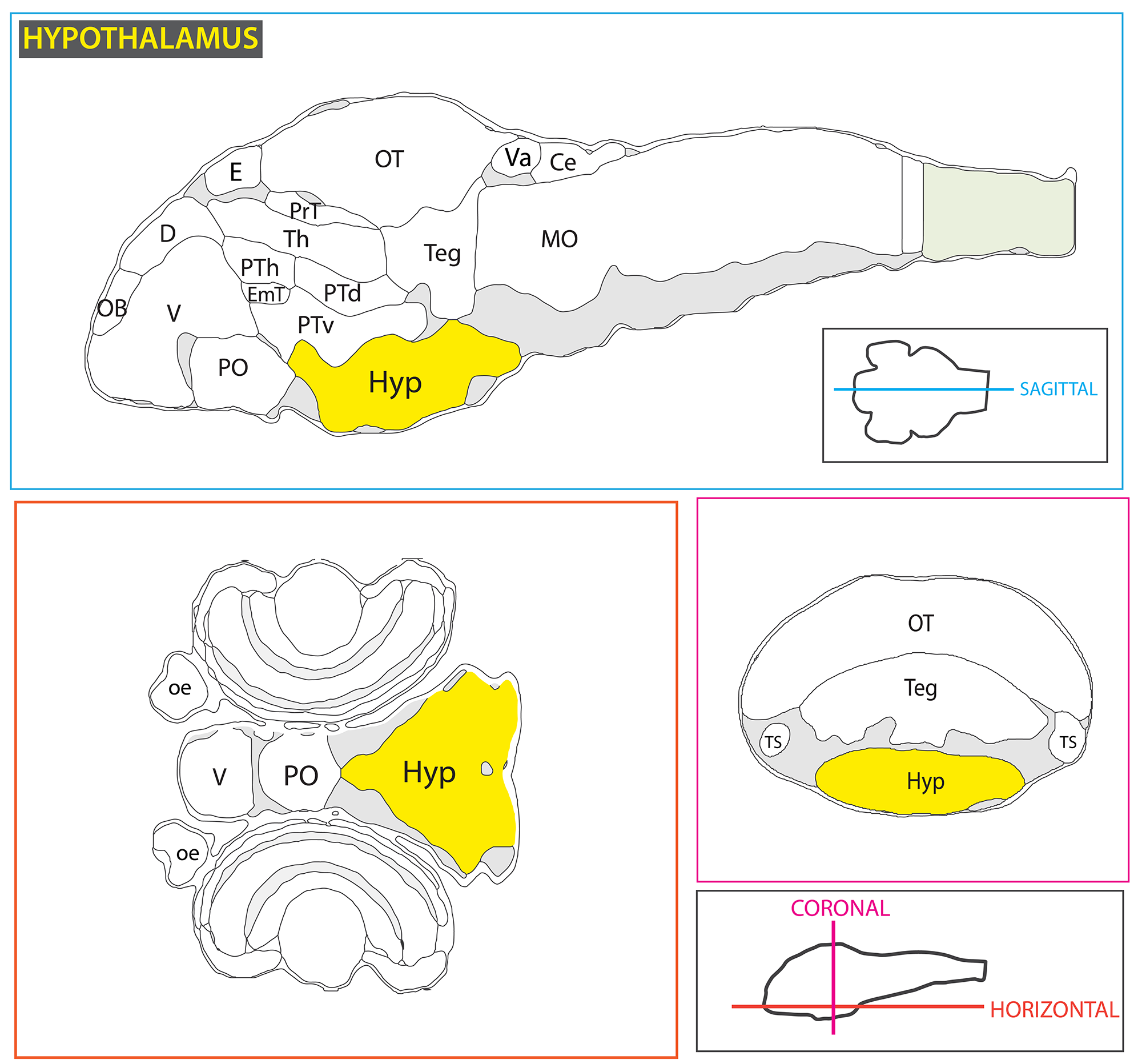 Schematic showing the position of the hypothalamus in sagittal, horizontal and coronal sections through the zebrafish brain. Based on the anatomical segmentation of 3 day old zebrafish larval brain by Thomas Müller, Olaf Ronneberger, Wolfgang Driever and colleagues. For details see Ronneberger et al., Nat. Meth. 2012 and http://vibez.informatik.uni-freiburg.de Abbreviations: Ce, cerebellar plate; D, dorsal telencephalon/pallium; E, epiphysis; EmT, eminentia thalami; Hb, habenula; Hyp, hypothalamus; MO, medulla oblongata; OB, olfactory bulb; OT, optic tectum; PG, preglomerular complex; PO, preoptic area;PrT, pretectum; PTd, posterior tuberculum dorsal part; PTh, prethalamus; PTv posterior tuberculum ventral part; Teg, tegmentum; Th, thalamus; TS, torus semicircularis; V, ventral telencephalon/subpallium; Va, valvula cerebelli.