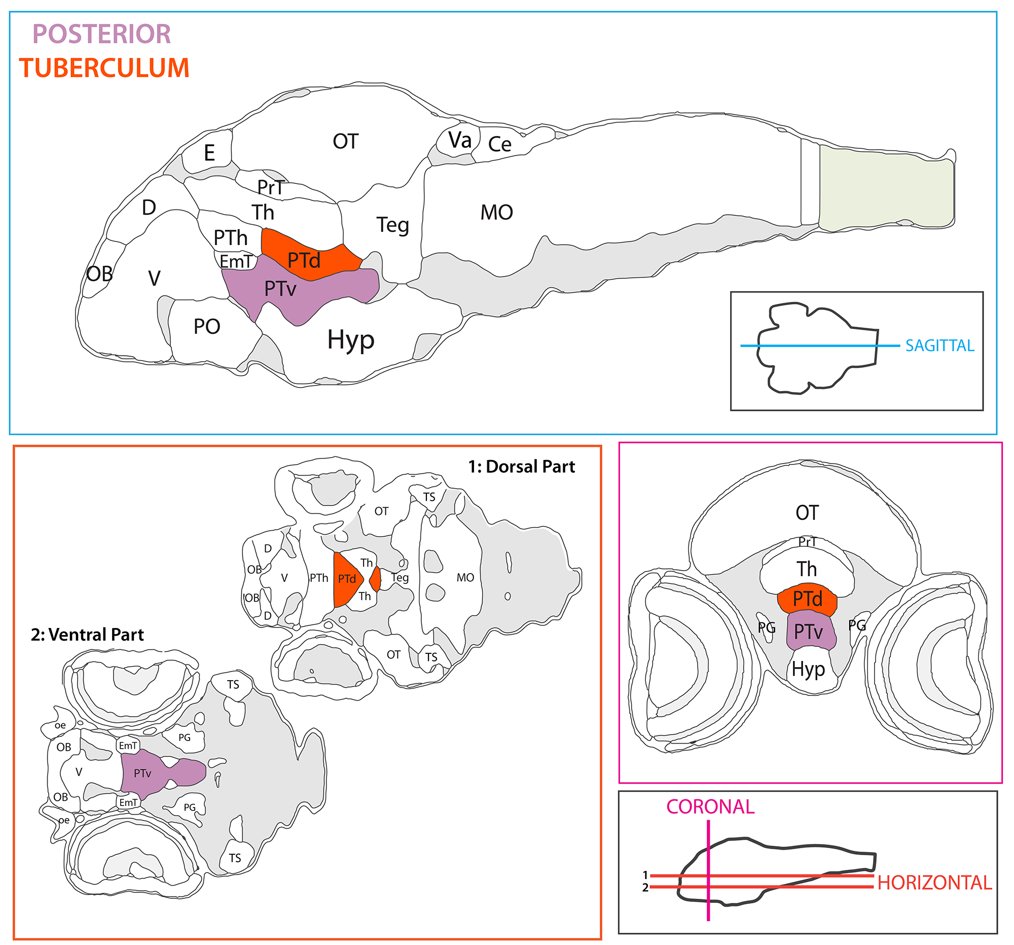 Schematic showing the position of the posterior tuberculum split into dorsal and ventral regions in sagittal, horizontal and coronal sections through the zebrafish brain. Based on the anatomical segmentation of 3 day old zebrafish larval brain by Thomas Müller, Olaf Ronneberger, Wolfgang Driever and colleagues. For details see Ronneberger et al., Nat. Meth. 2012 and http://vibez.informatik.uni-freiburg.de Abbreviations: Ce, cerebellar plate; D, dorsal telencephalon/pallium; E, epiphysis; EmT, eminentia thalami; Hb, habenula; Hyp, hypothalamus; MO, medulla oblongata; OB, olfactory bulb; OT, optic tectum; PG, preglomerular complex; PO, preoptic area;PrT, pretectum; PTd, posterior tuberculum dorsal part; PTh, prethalamus; PTv posterior tuberculum ventral part; Teg, tegmentum; Th, thalamus; TS, torus semicircularis; V, ventral telencephalon/subpallium; Va, valvula cerebelli.