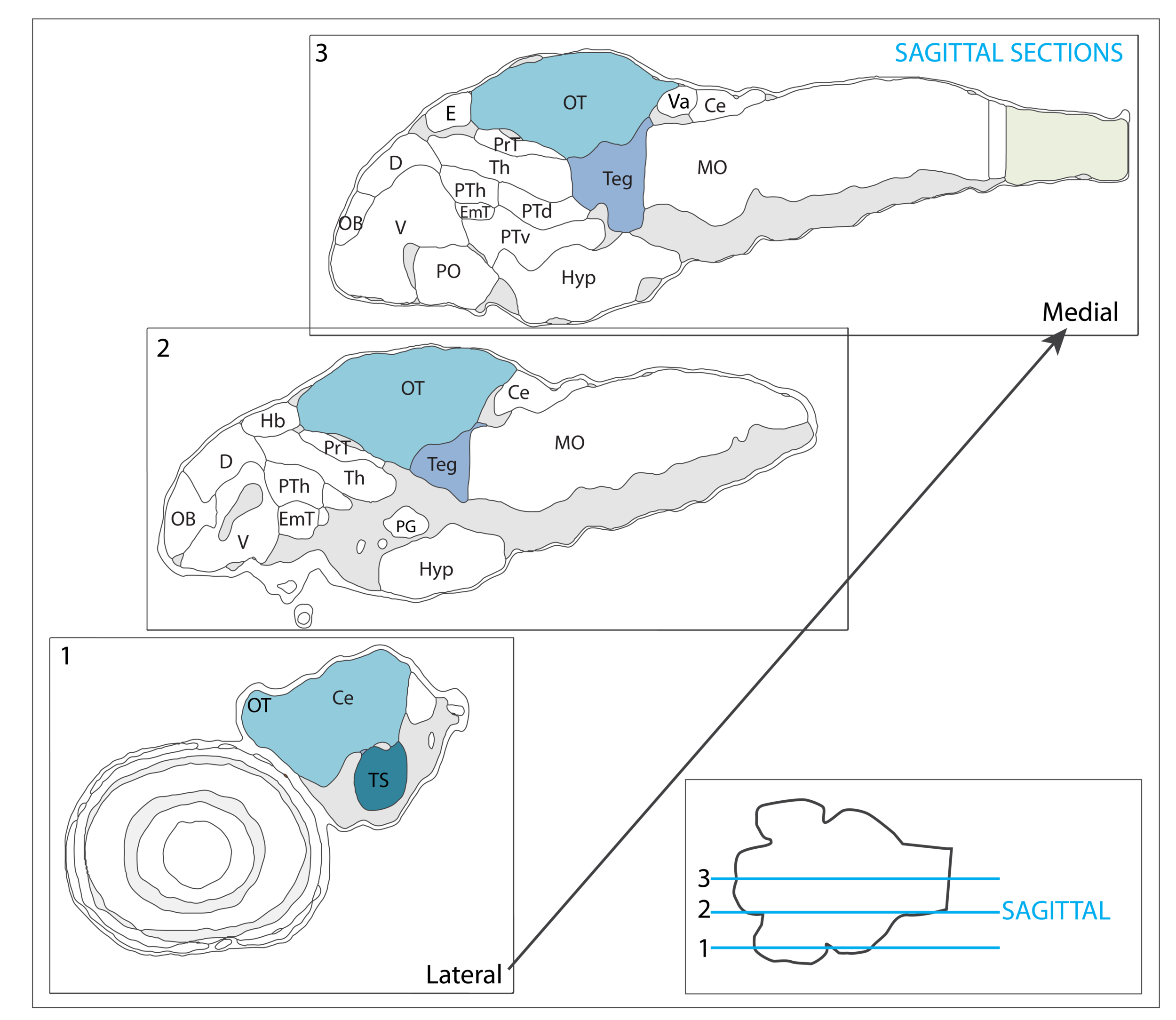 midbrain navigation vibez-40.png