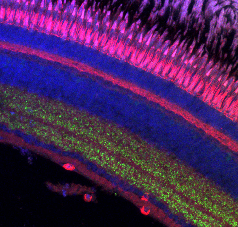 Glial cells support healthy neurons