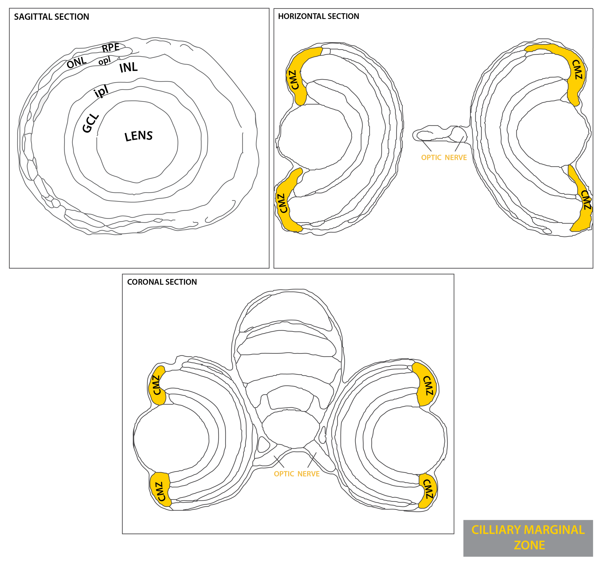 Schematic showing the position of the ? in sagittal, horizontal and coronal sections through the zebrafish brain. Based on the anatomical segmentation of 3 day old zebrafish larval brain by Thomas Müller, Olaf Ronneberger, Wolfgang Driever and colleagues. For details see Ronneberger et al., Nat. Meth. 2012 and http://vibez.informatik.uni-freiburg.de Abbreviations: CMZ, ciliary marginal zone; GCL, ganglion cell layer; INL, inner nuclear layer ; ipl, inner plexiform layer ; ONL, outer nuclear layer ; opl, outer plexiform layer; RPE, retinal pigmented epithelium.