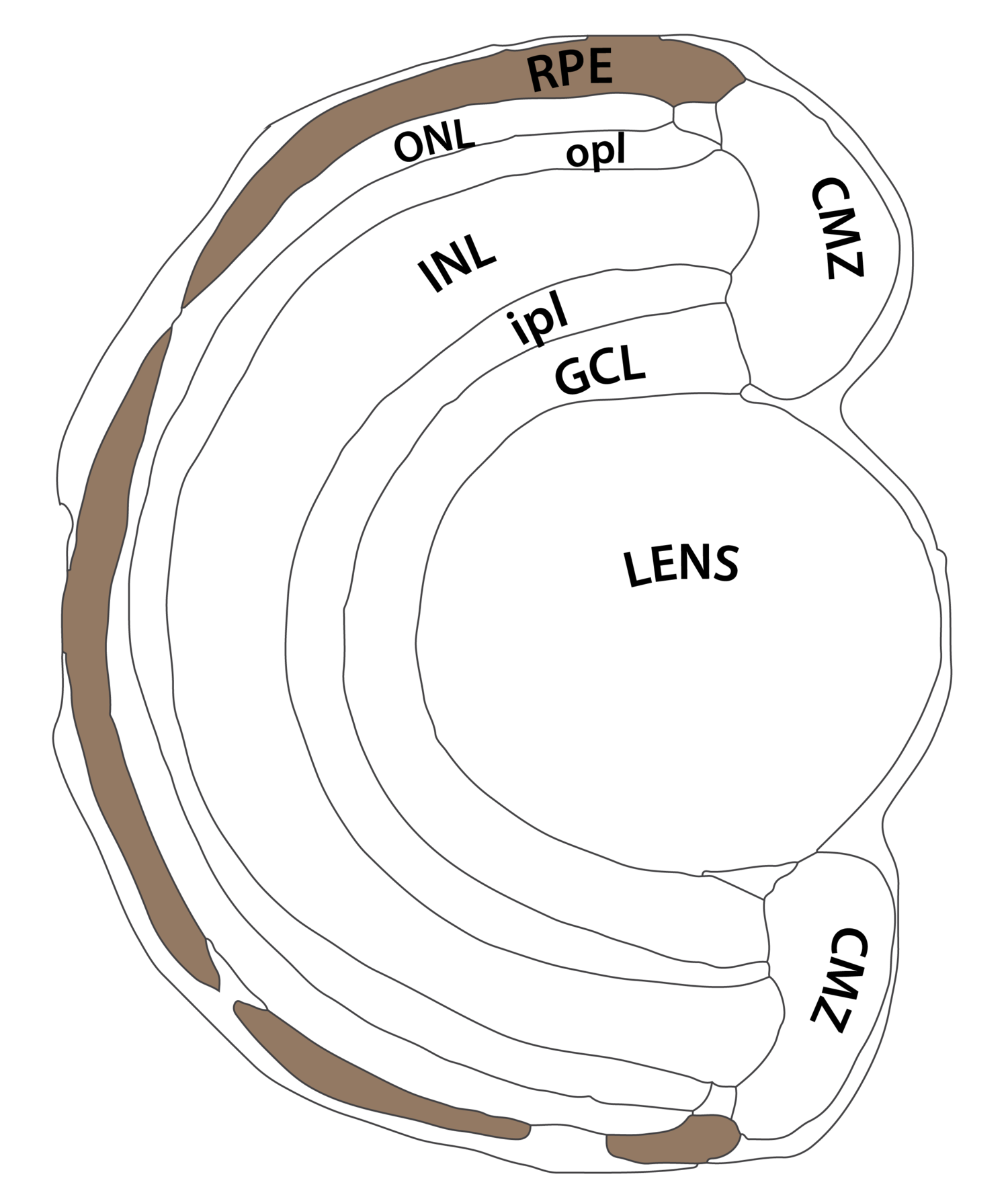 The retina and retinal pigment epithelium (RPE)