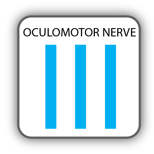 Cranial Nerve III: Oculomotor Nerve