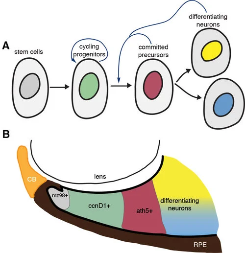 Proliferate, differentiate or die? Making decisions in the 