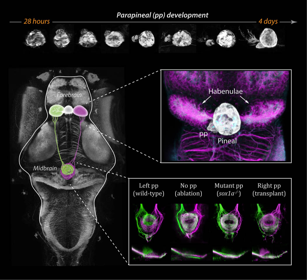 The parapineal emerges from the pineal during zebrafish embryogenesis, as shown by confocal images of a transgenic line with GFP in the pineal complex (top pictures). The pineal complex lies at the midline of the epithalamus, flanked by left (green on the scheme) and right (magenta on the scheme) habenulae. The habenulae are innervated by the parapineal and themselves send neuronal projections to the midbrain interpeduncular nucleus (IPN). The side of the parapineal, on the left in wild-type (wt), determines which habenula acquires a left-type identity projecting to the dorsal part of the IPN (dIPN).