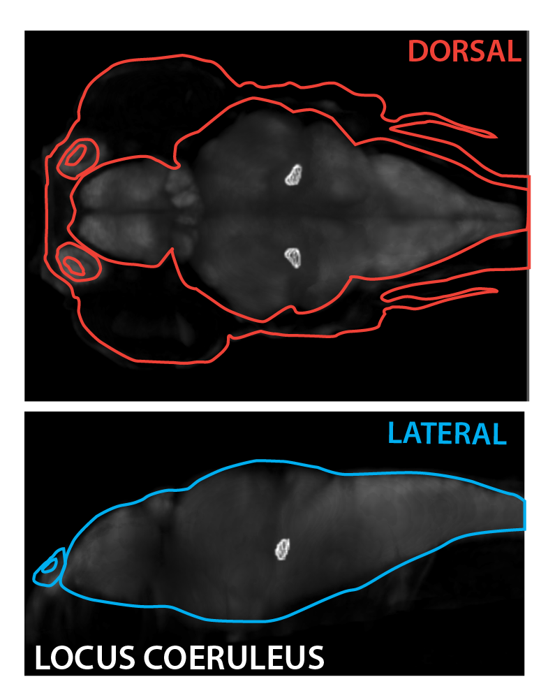 Schematic showing the position of the locus coeruleus at 6dpf based on the 3D anatomical segmentation used by the Zebrafish Brain Browser by Gupta et al., 2018 .