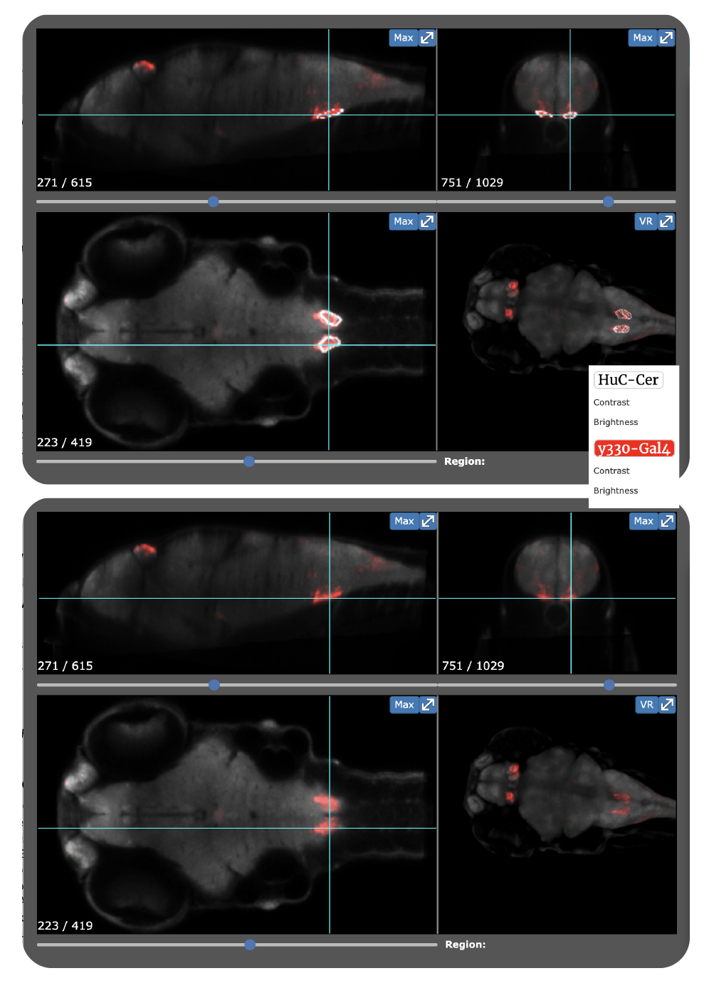 The y330-Gal4 line was used to anatomically segment the inferior olive by the Zebrafish Brain Browser . Tabor, K.M., Marquart, G.D., Hurt, C., Smith, T.S., Geoca, A.K., Bhandiwad, A.A., Subedi, A., Sinclair, J.L., Rose, H.M., Polys, N.F., Burgess, H.A. (2019) Brain-wide cellular resolution imaging of Cre transgenic zebrafish lines for functional circuit-mapping. eLife 2019;8:e42687 DOI: 10.7554/eLife.42687