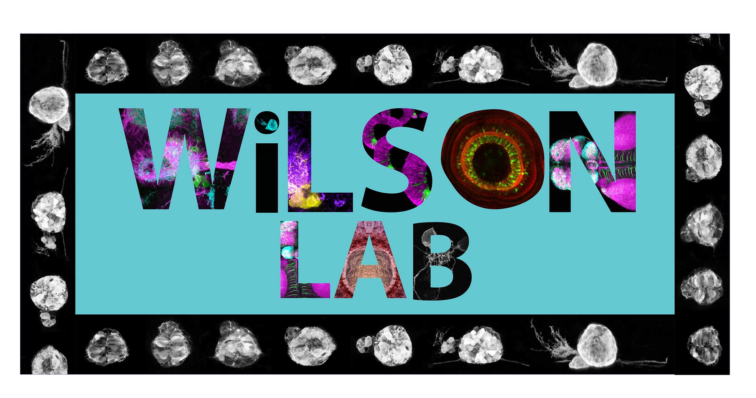 Wilson logo aqua-03.png