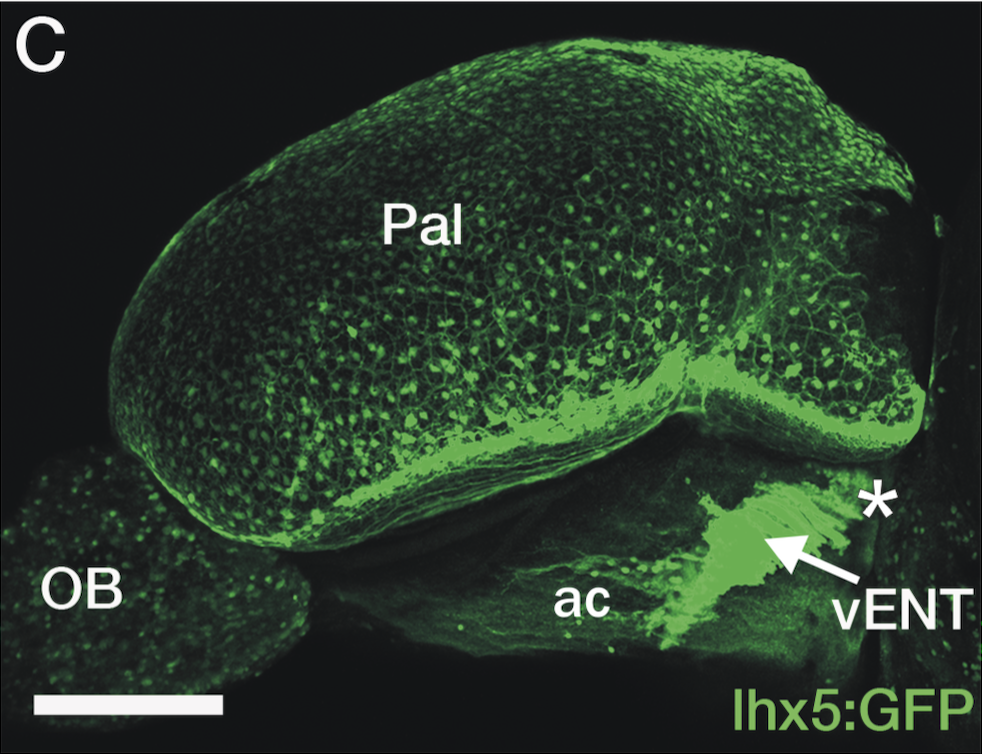 lateral view of an adult Tg(lhx5:GFP) zebrafish