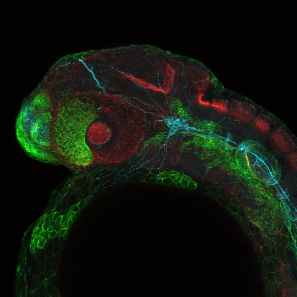 Tg(-8.0cldnb:lynGFP)zf106 24hpf lateral with zo1(red) and acetylated tubulin(cyan).