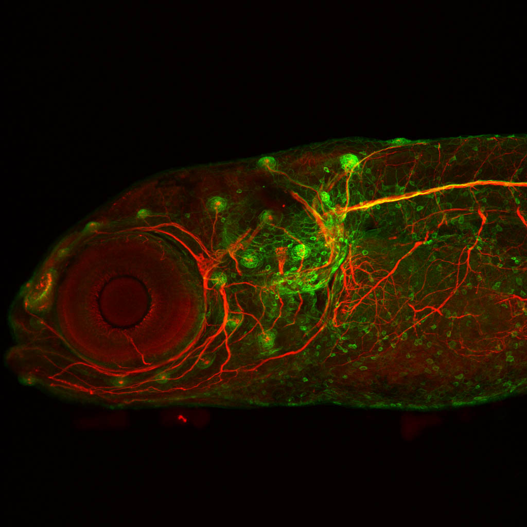 Tg(-8.0cldnb:lynGFP)zf106 5dpf lateral with acetylated tubulin(red).