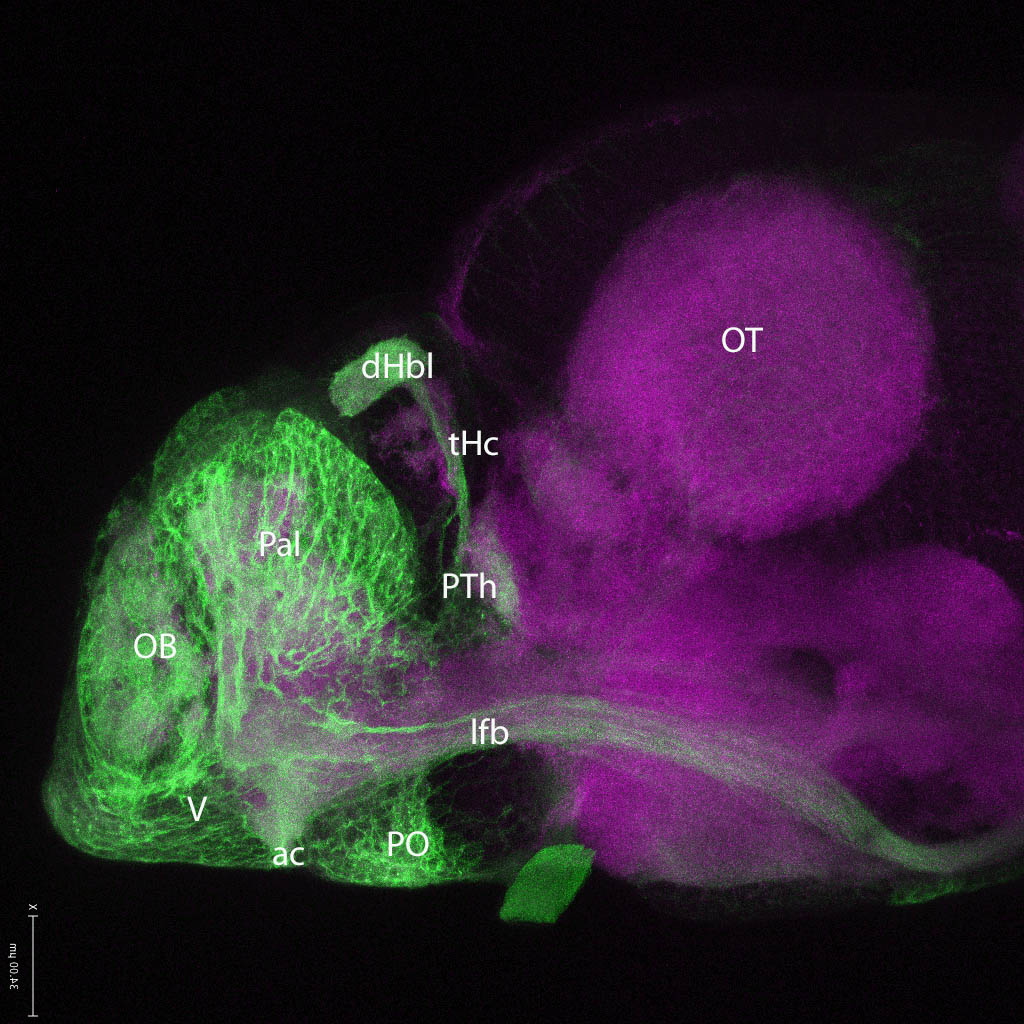 Tg(-8.0cldnb:lynGFP)zf106 lateral 4dpf Left side