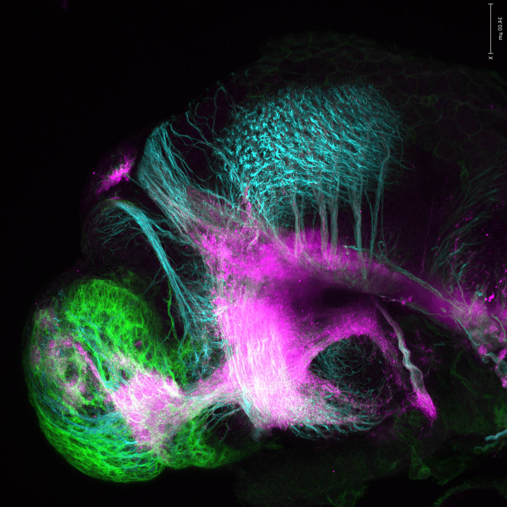 Tg(-8.0cldnb:lynGFP)zf106 lateral 48hpf with acetylated tubulin(cyan) and SV2(magenta)