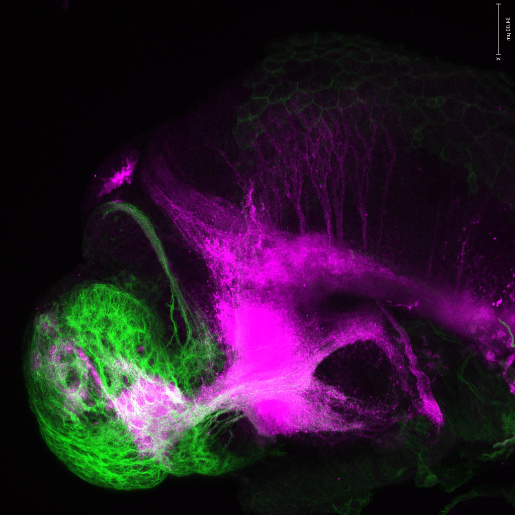 Tg(-8.0cldnb:lynGFP)zf106 lateral 48hpf with SV2(magenta)