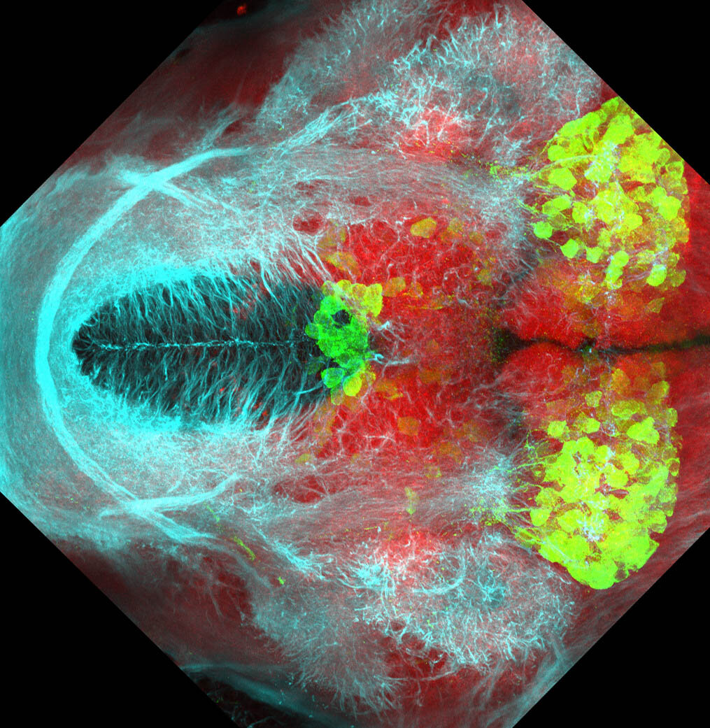 5dpf Ventral view of ETvmat2:GFP with acetylated tubulin(cyan) and SV2(red). 