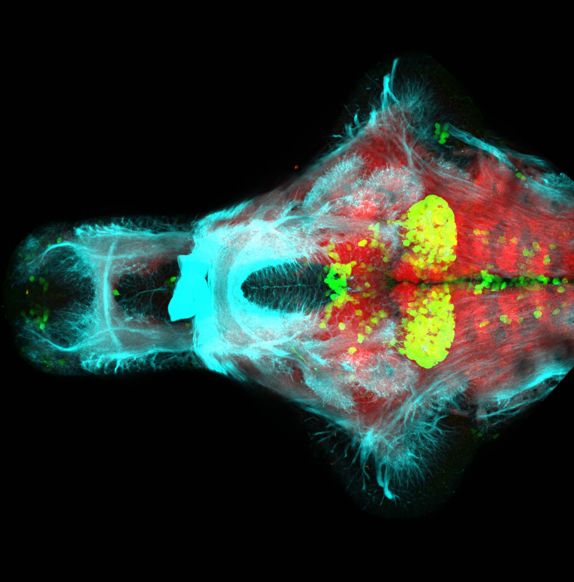 5dpf Ventral view of ETvmat2:GFP with acetylated tubulin(cyan) and SV2(red).