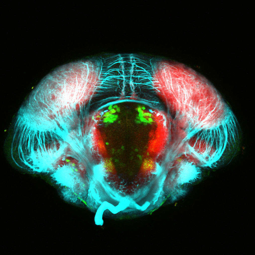 5dpf Frontal view of ETvmat2:GFP with acetylated tubulin(cyan) and SV2(red).