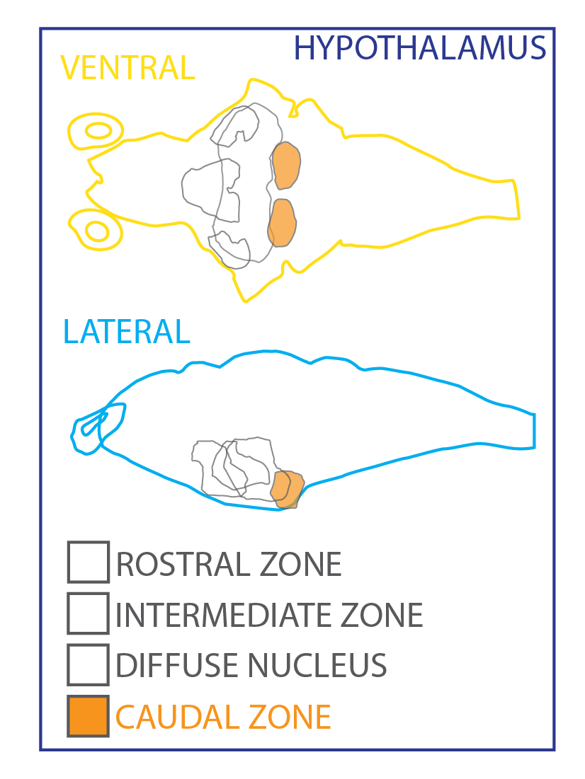hypothalamus ZBB-11.png