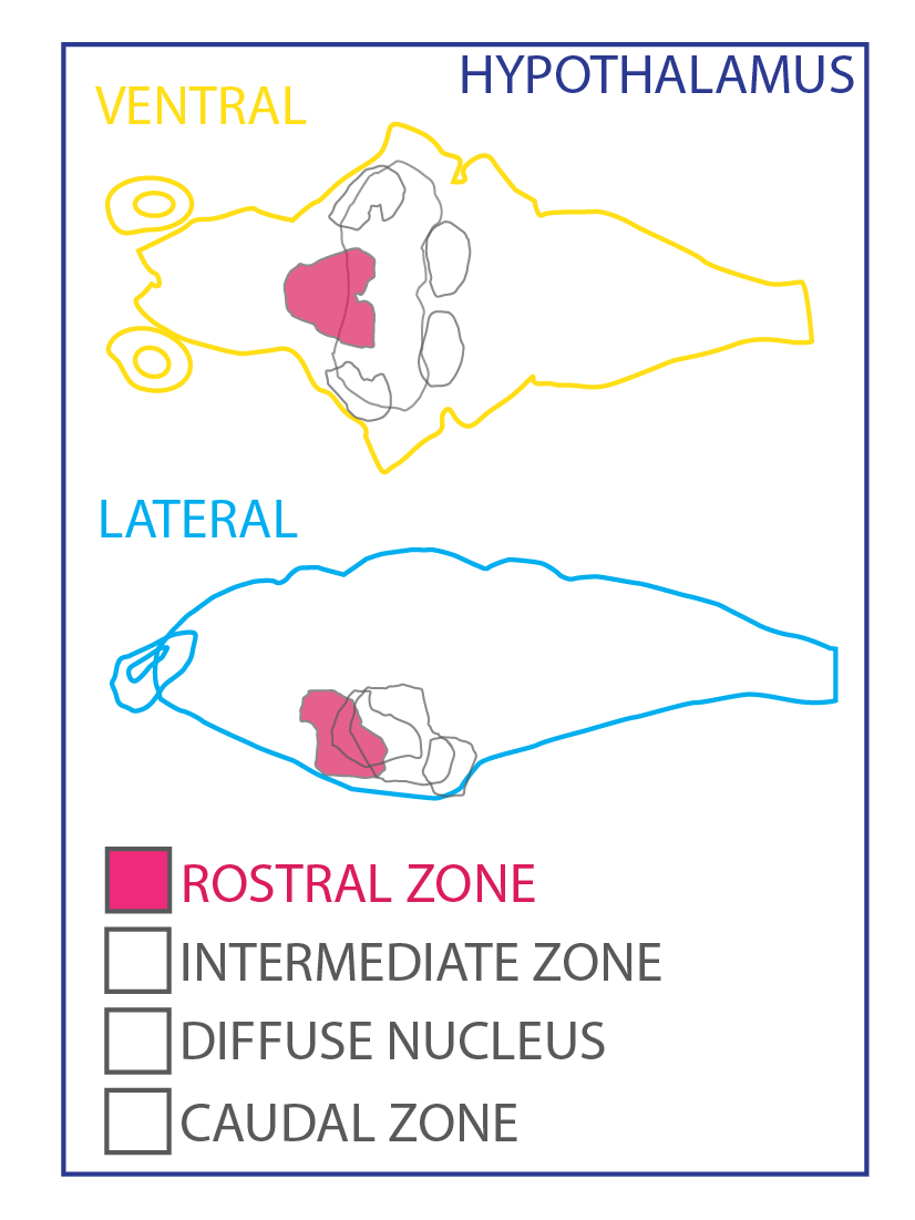 hypothalamus ZBB-07.png