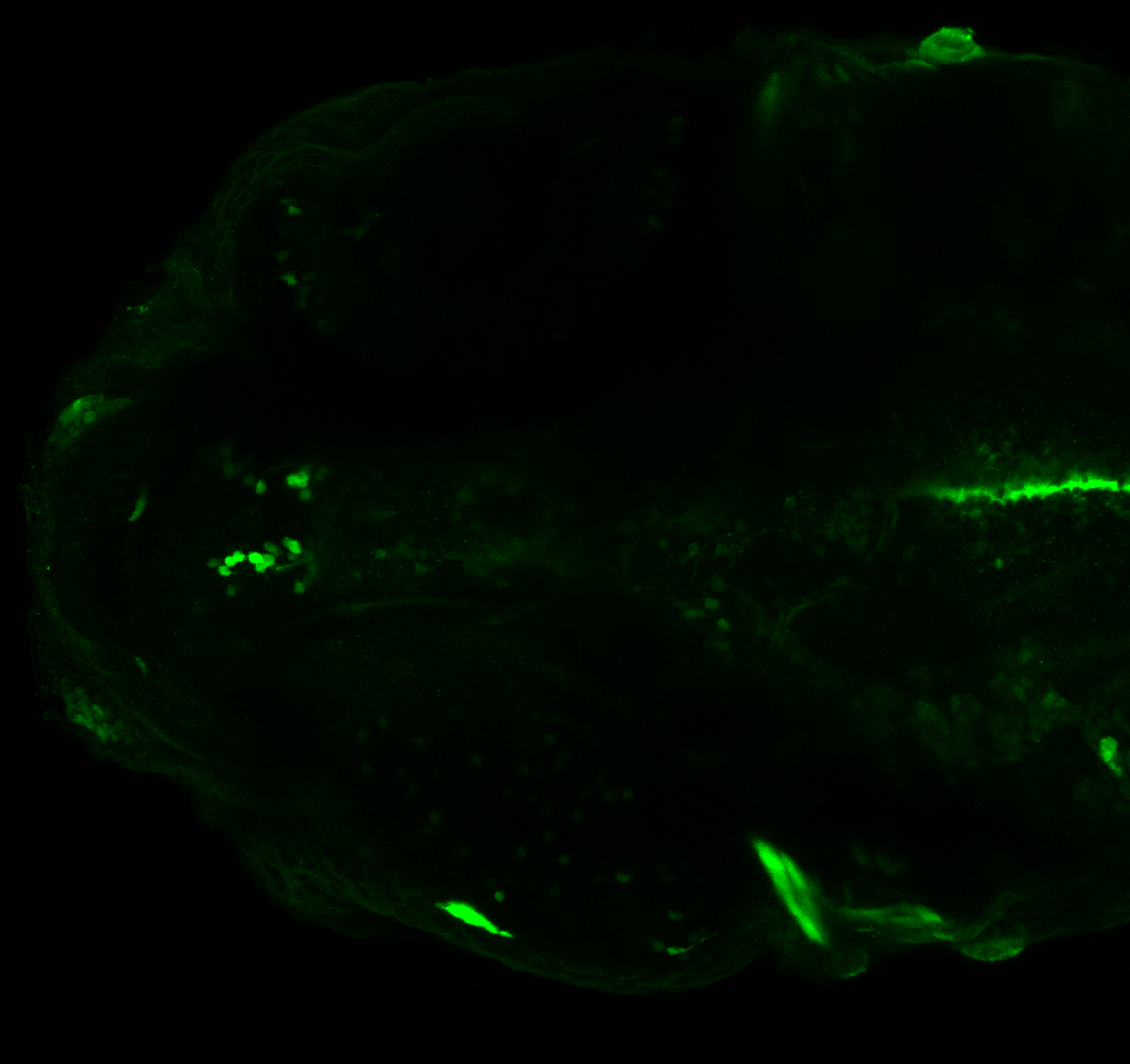 xeom:GFP 4dpf ventral