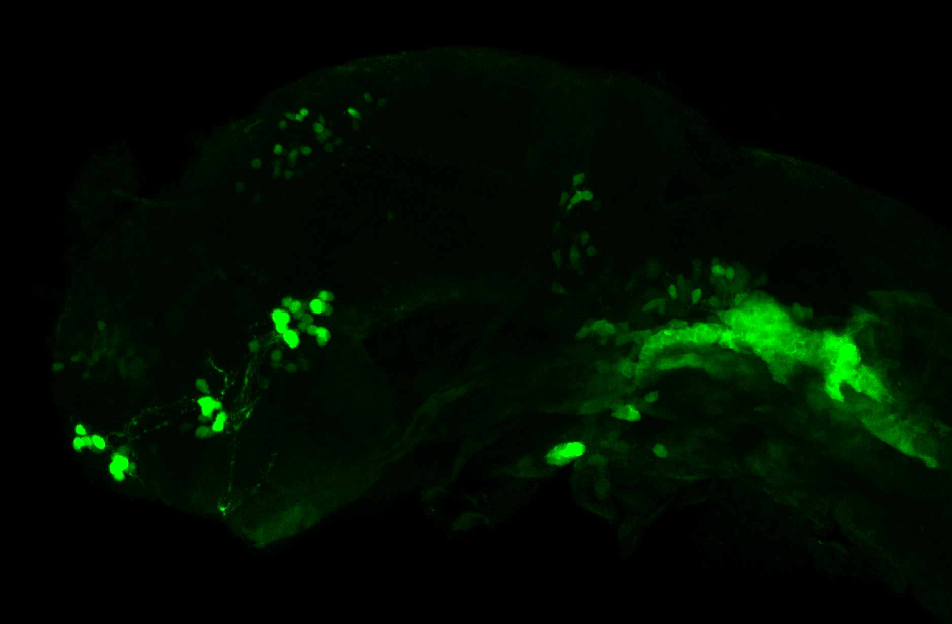 xeom:GFP 36hpf lateral