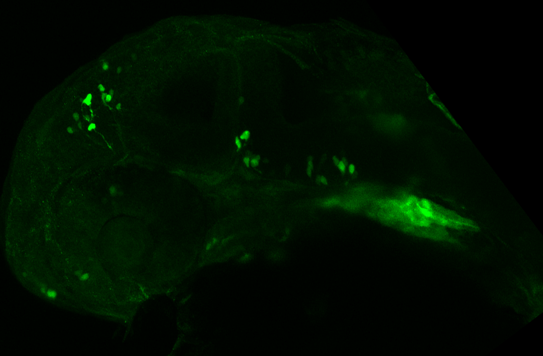 xeom:GFP 36hpf lateral 