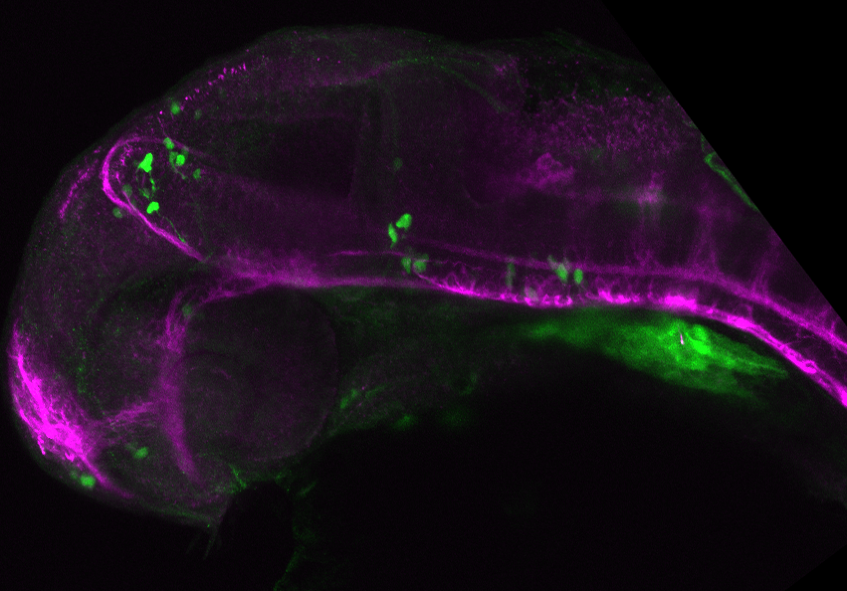 xeom:GFP 36hpf lateral with tubulin(magenta).