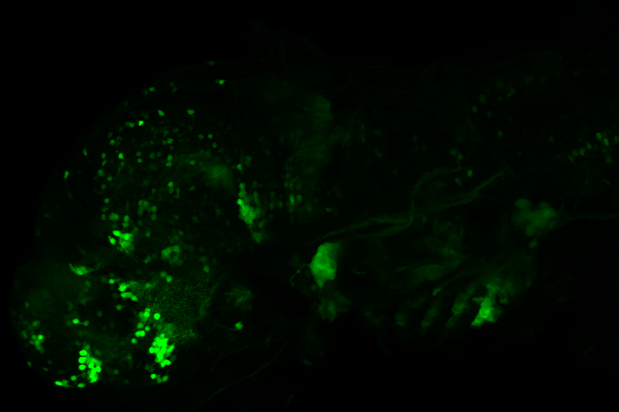 xeom:GFP 60hpf lateral