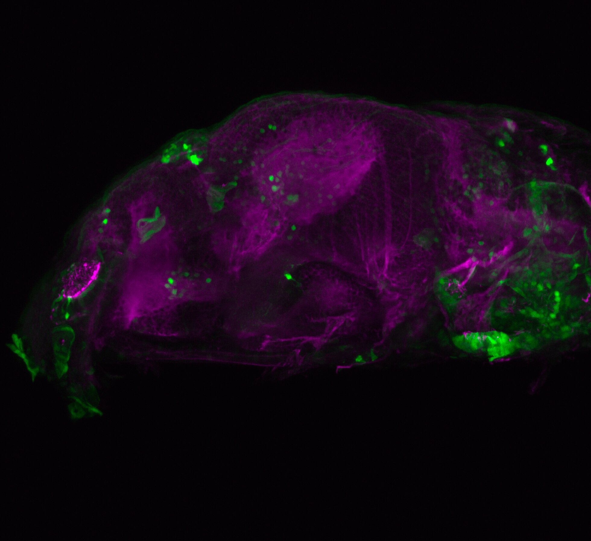 Et(krt4:EGFP)sqet24 5dpf lateral with tubulin (magenta)