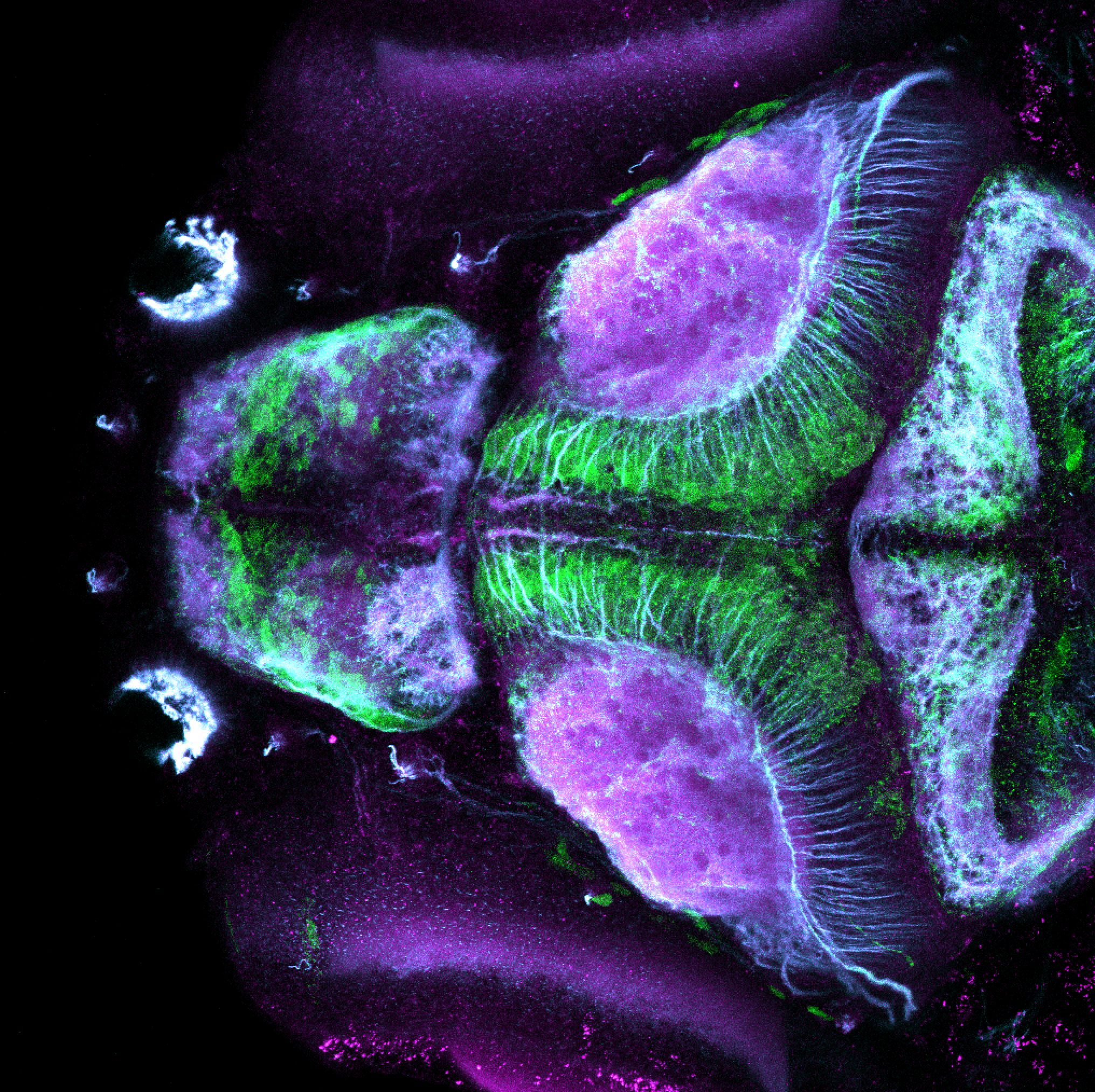 optic tectum — Zebrafish UCL