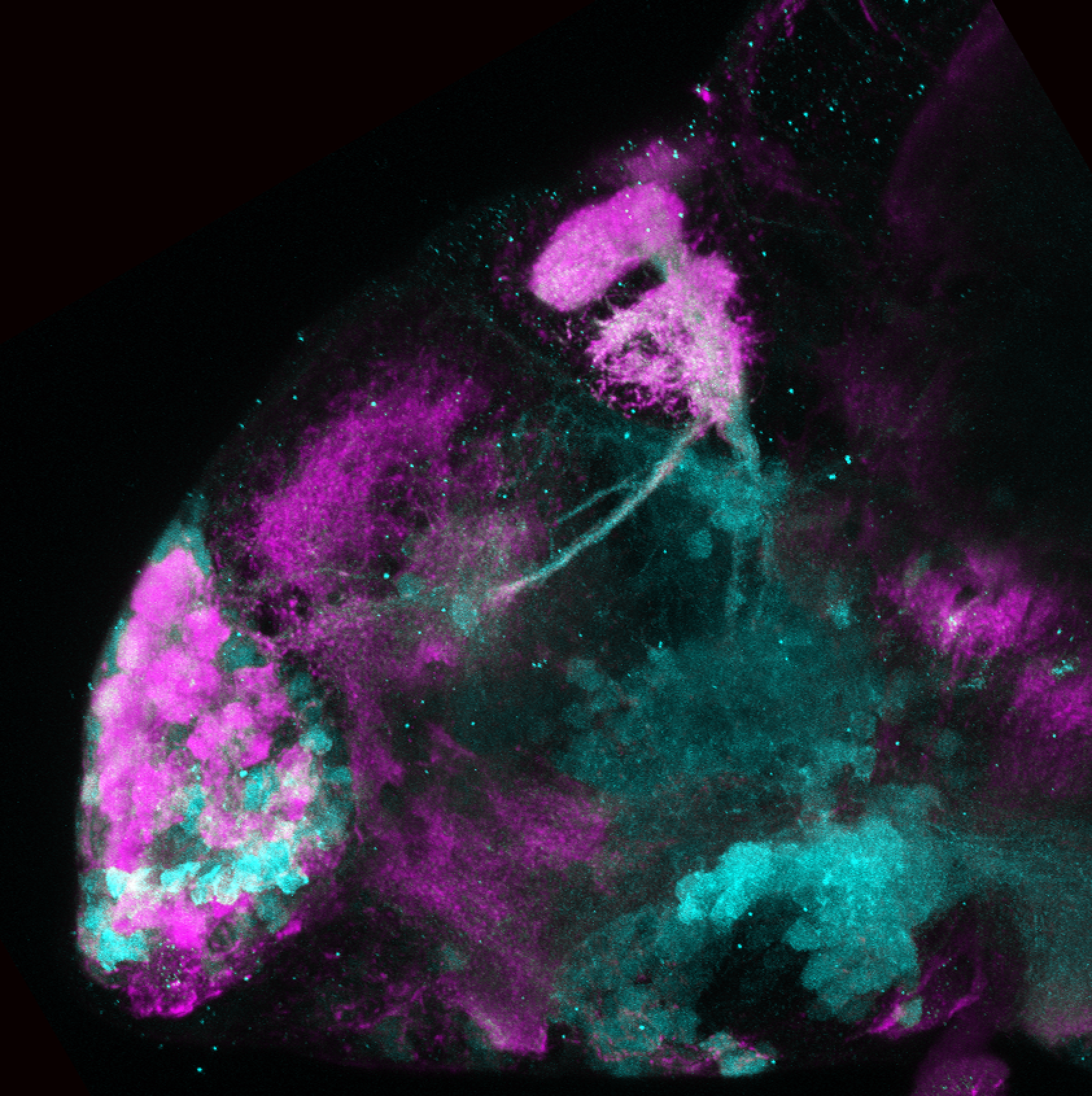 Tg(lhx5:GFP)(cyan) 4dpf lateral view with SV2(magenta)