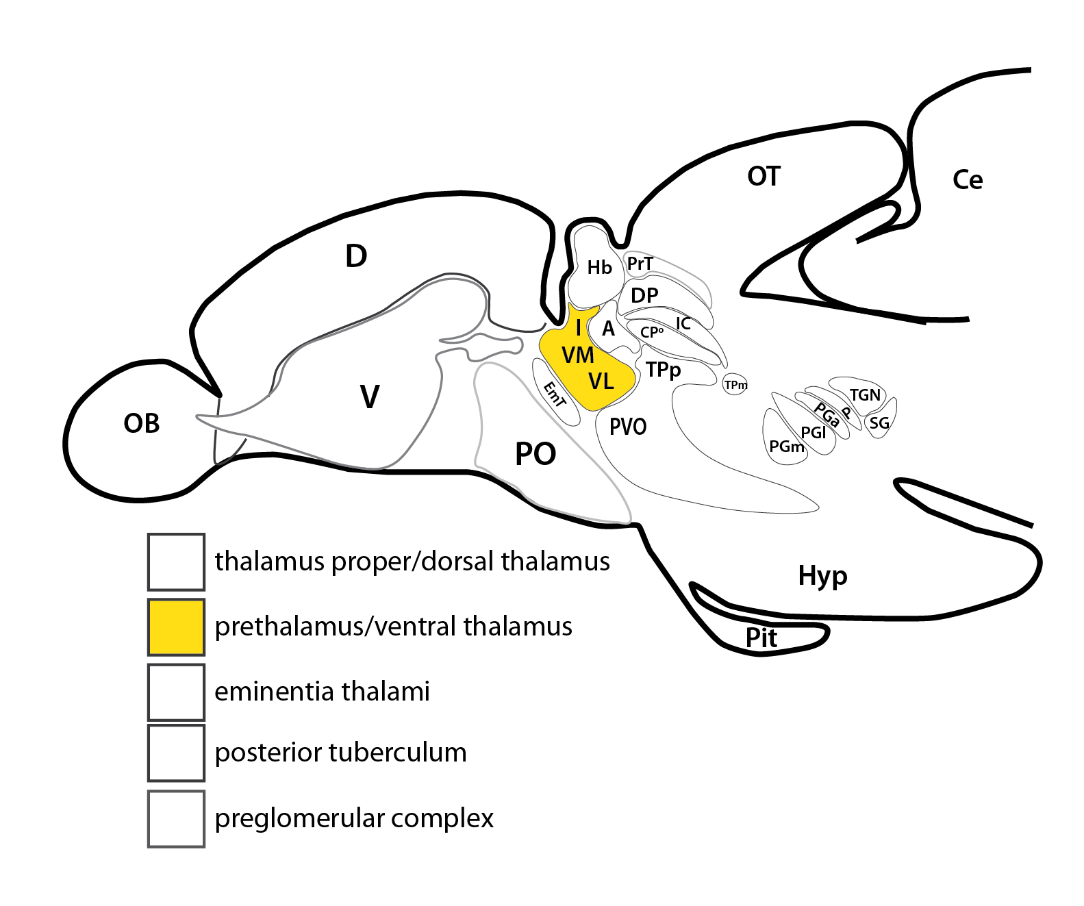 ventral thalmus-15.png