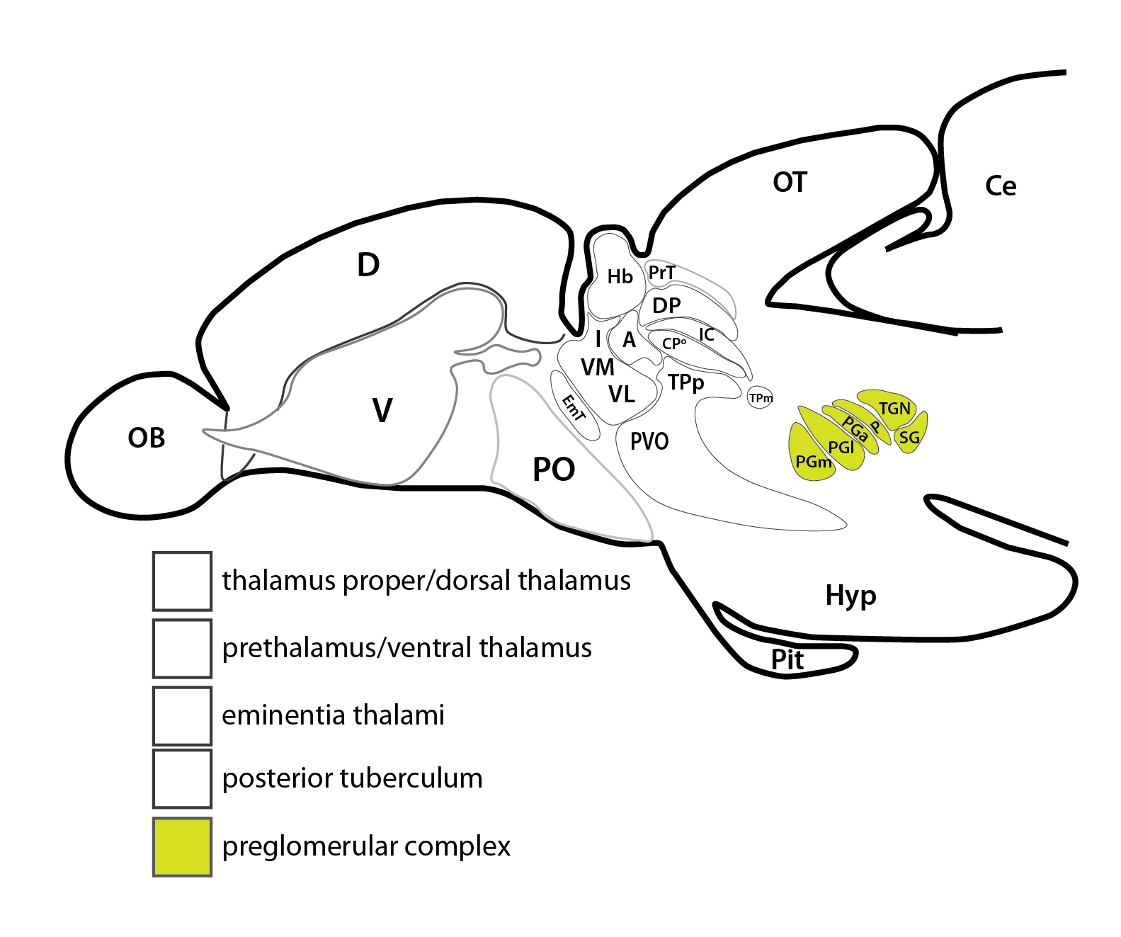 preglomerular complex-15.png