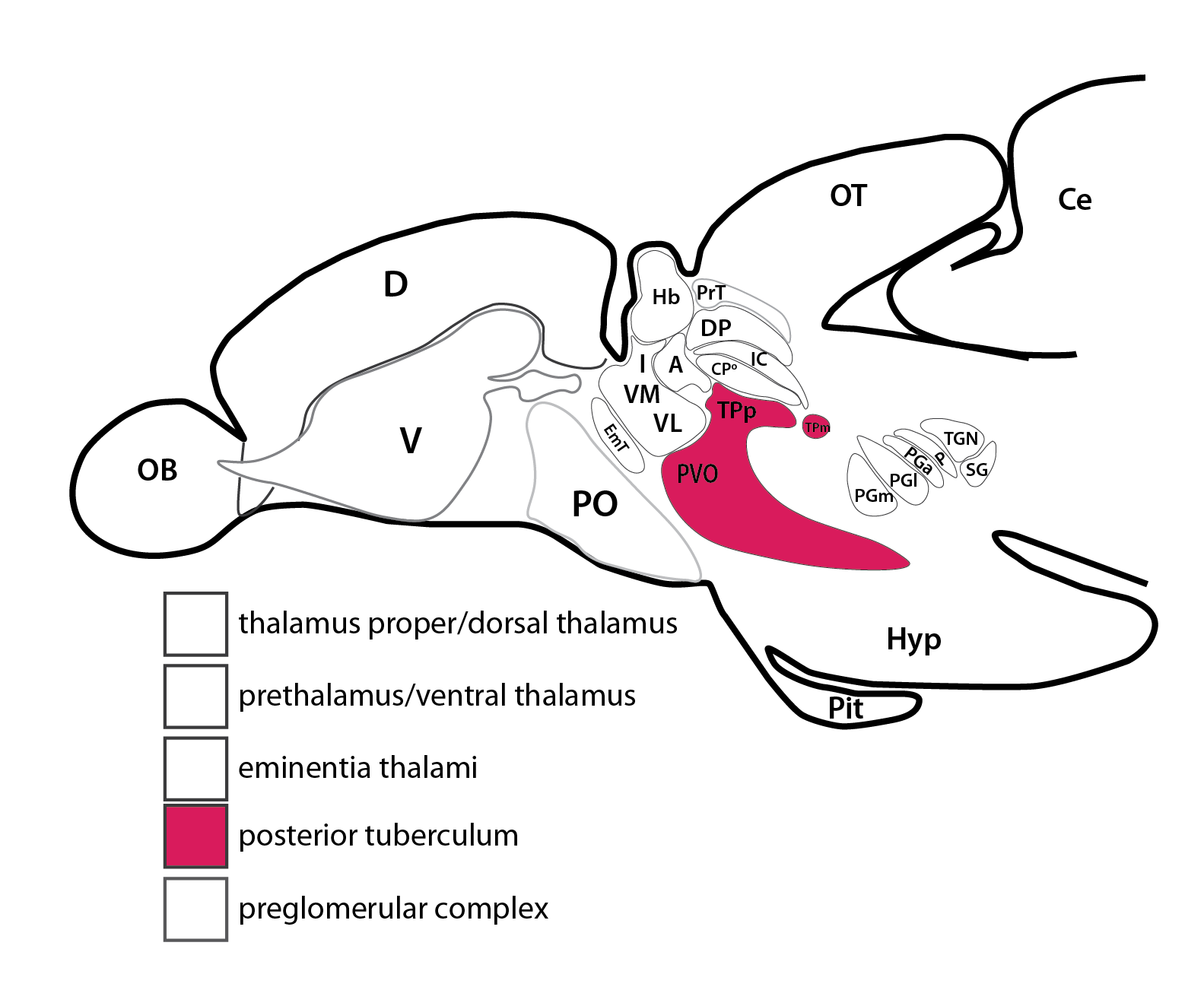 posterior tuberculum-15.png