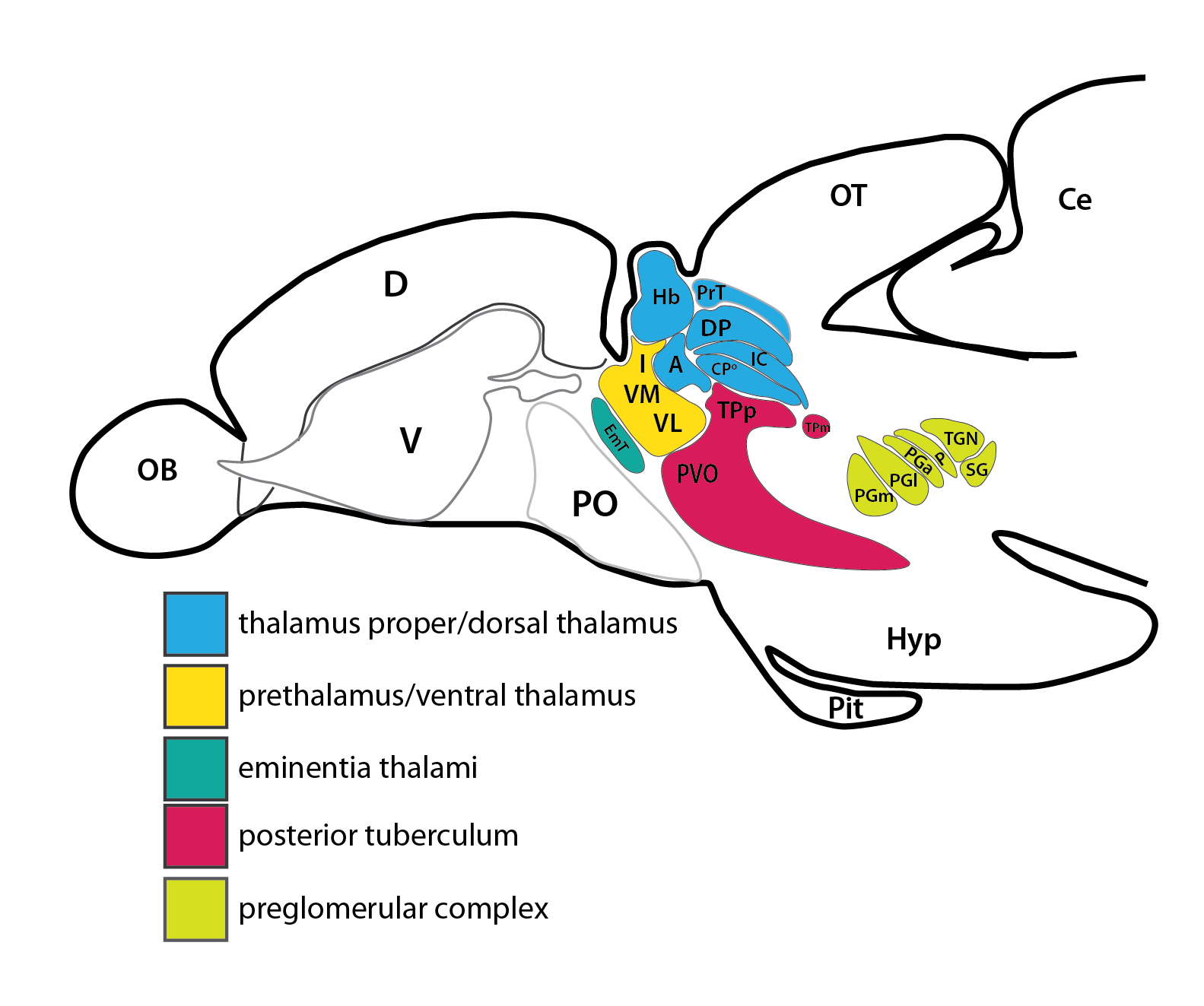 thalamus full-15.png