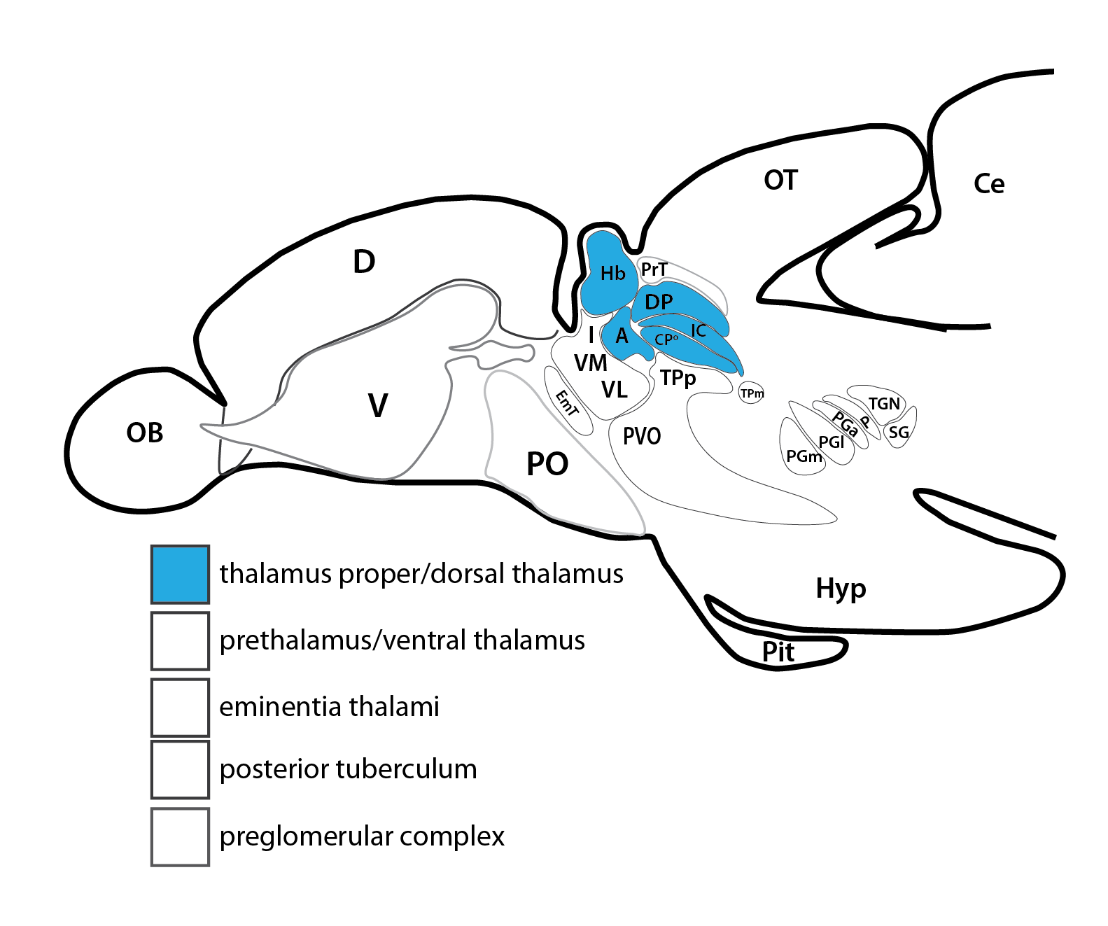 thalamus-15.png