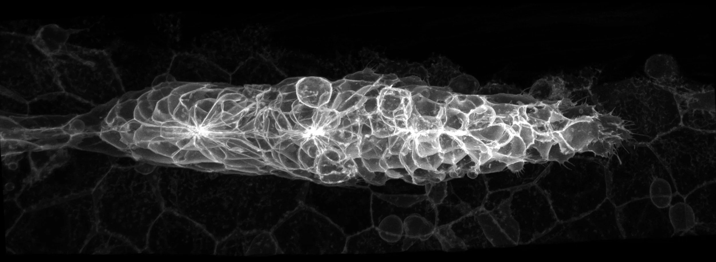 Postdoc position in  Wong Lab