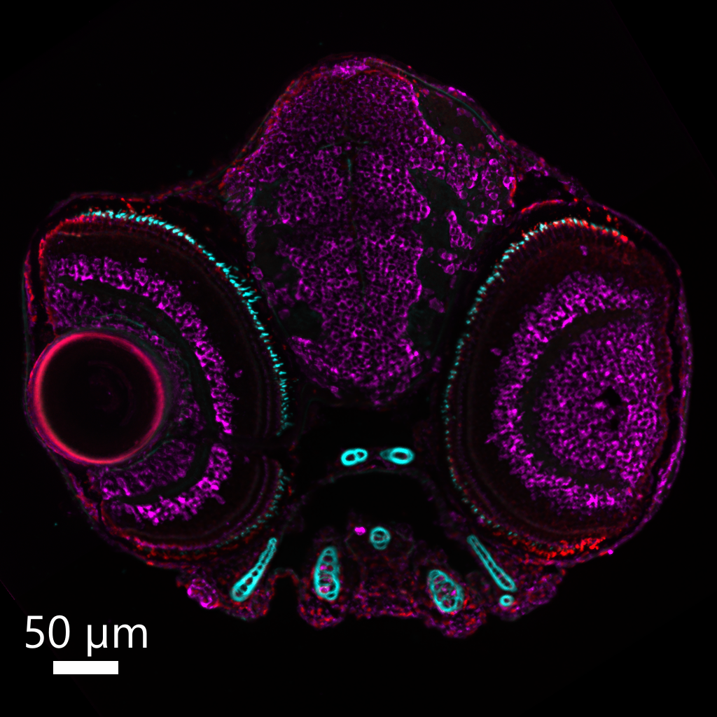 Section of 5 dpf zebrafish head anti-PNA in cyan, anti-HuC/D in magenta and anti-MLopsin in red