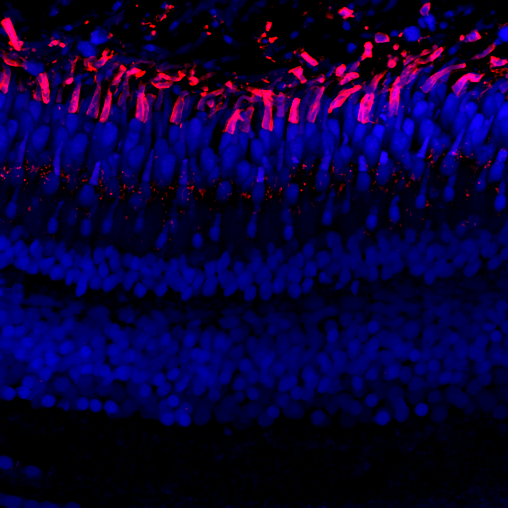 Zpr-3 — Zebrafish UCL