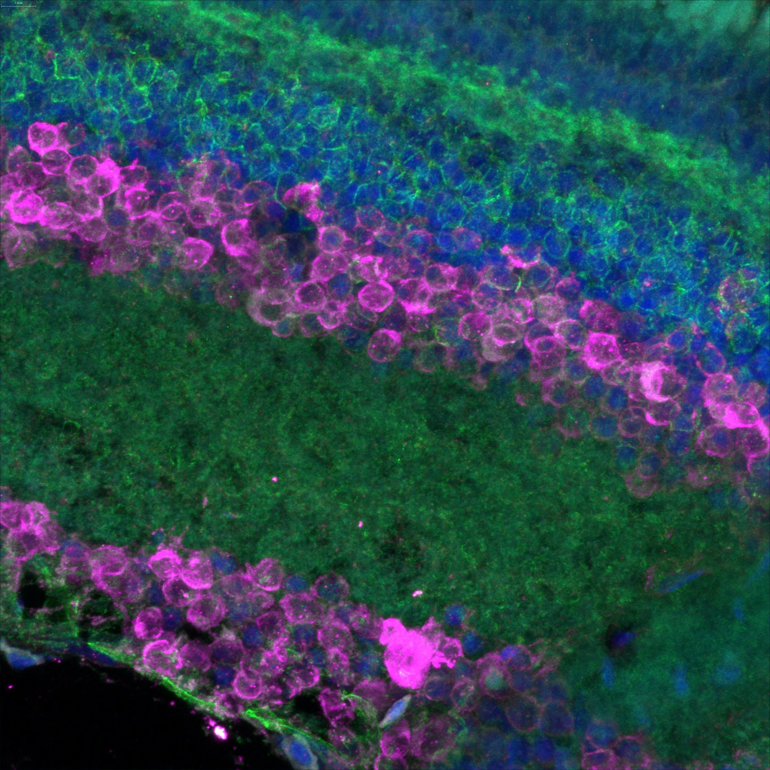 Killifish Retinal Cell types — Zebrafish UCL