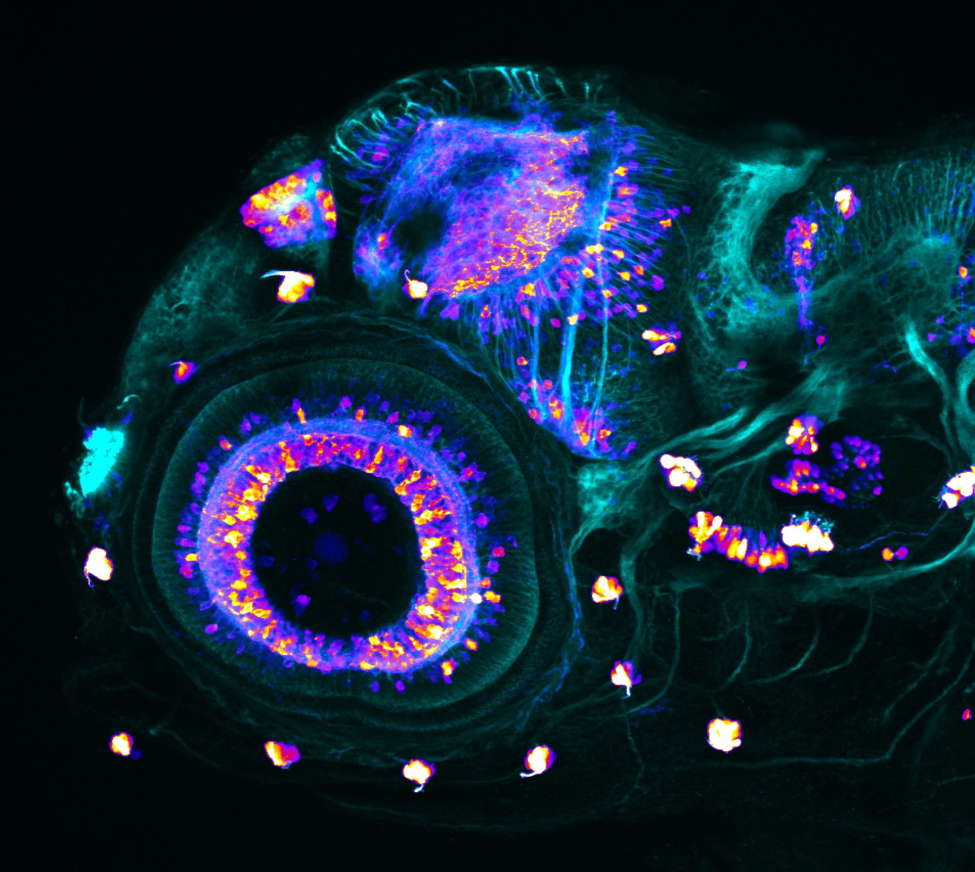  Tg(pou4f1-hsp70l:GFP) 