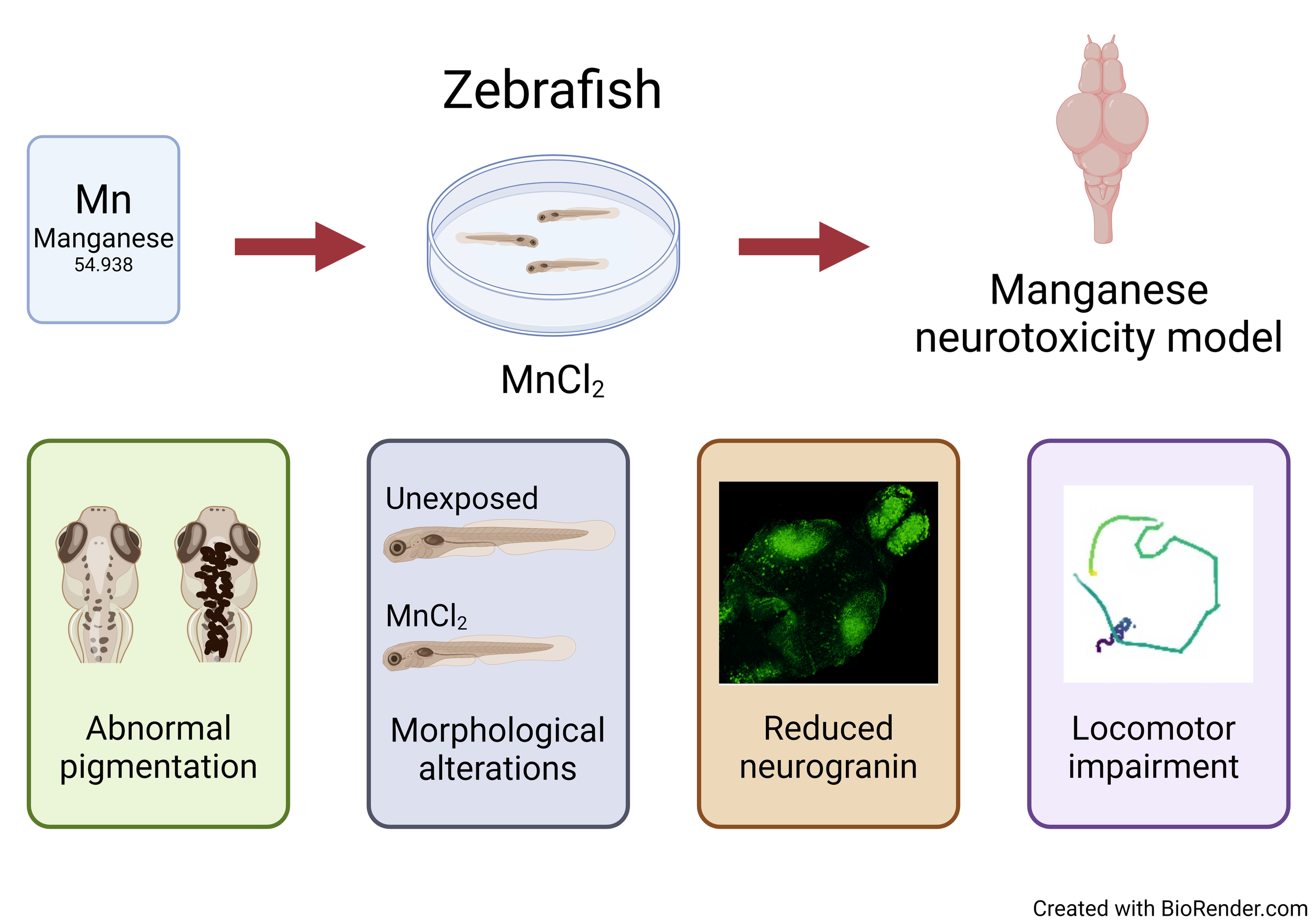 Manganese neurotoxicity in wild-type zebrafish