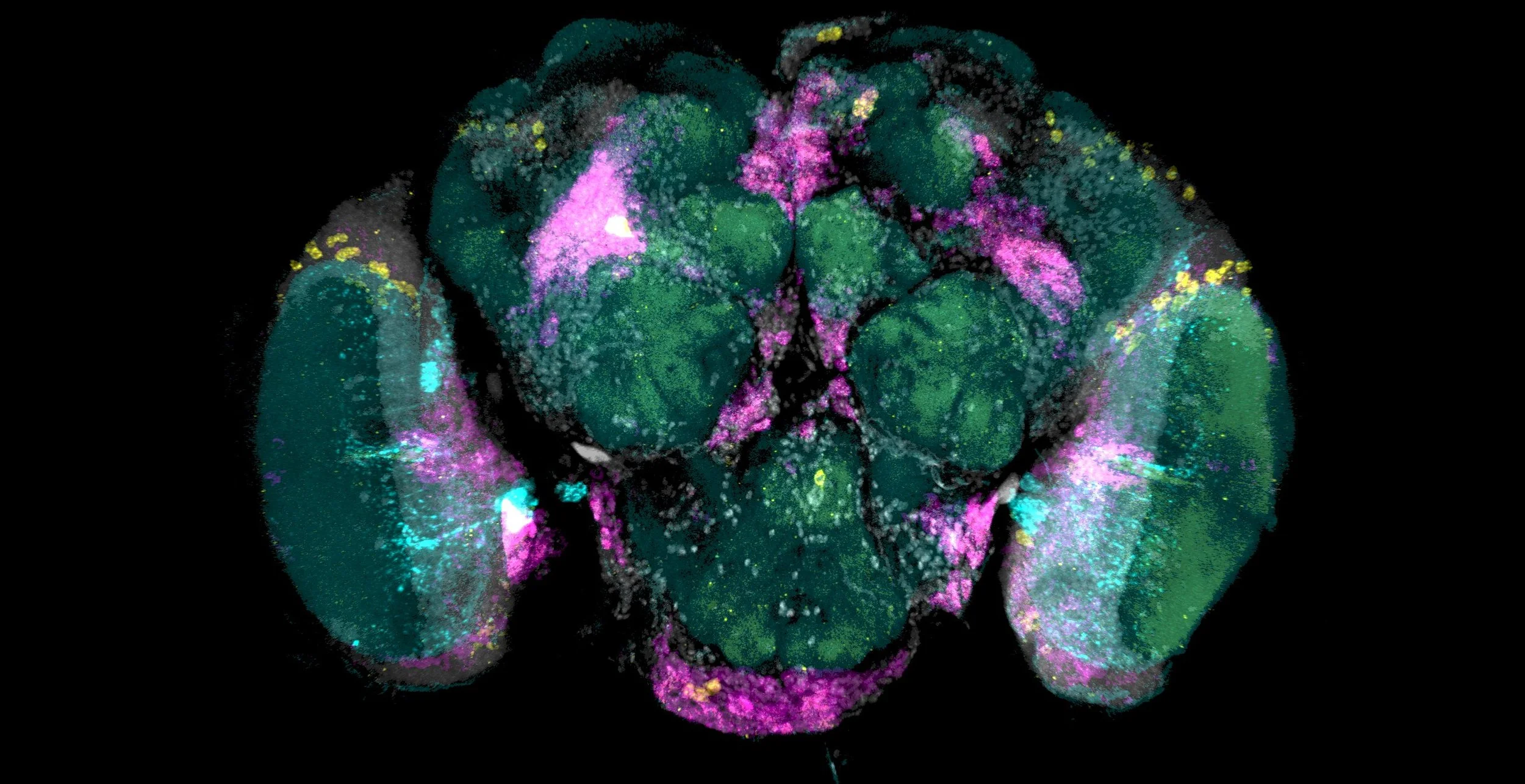 From zebrafish to mosquitos: New STAR protocol collaboration with Anya Suppermpool