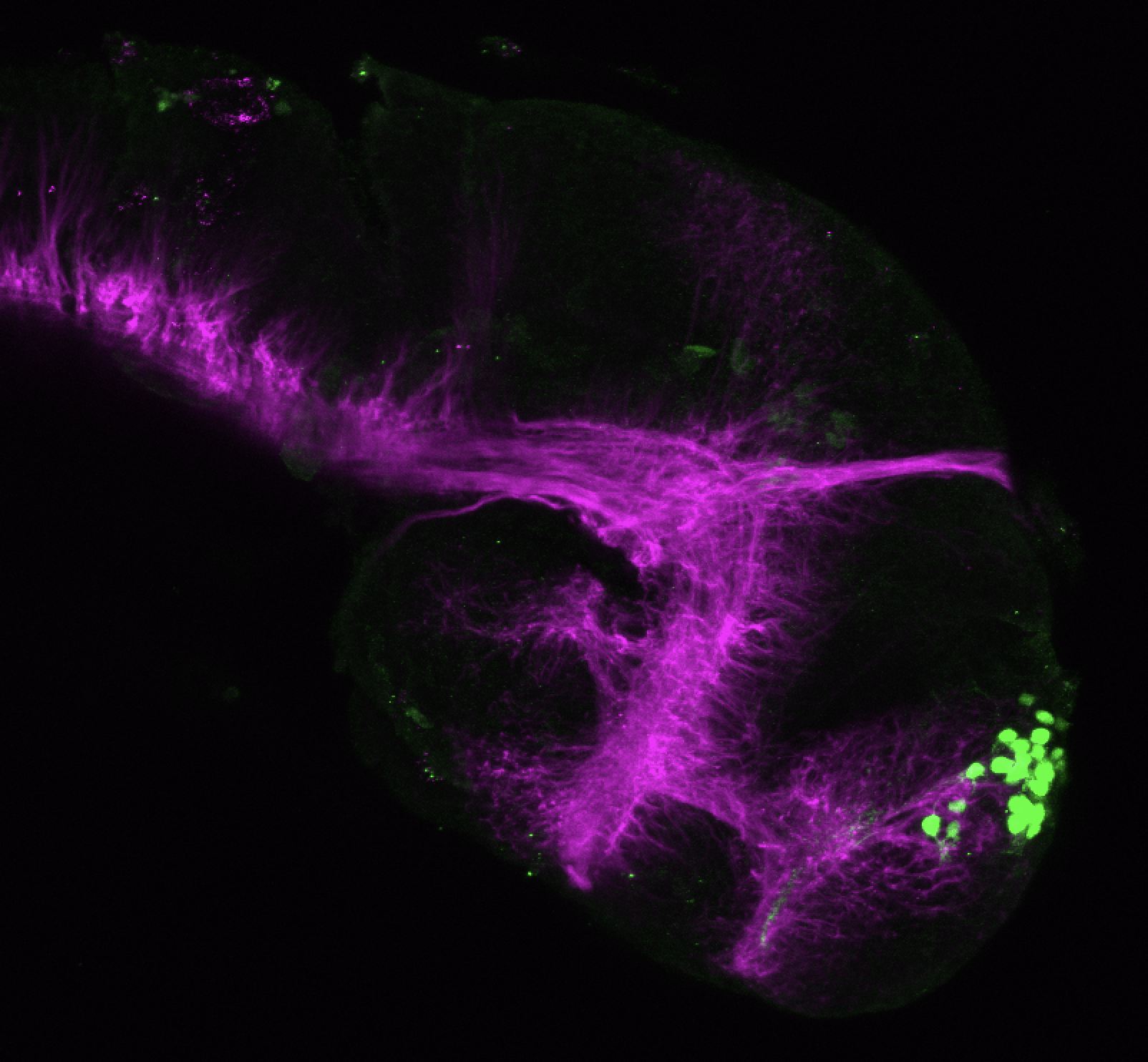Screenshot 2026-06-12 at 13.56.12.png (Copy)Tg(lhx2a:GFP) 48hpf lateral