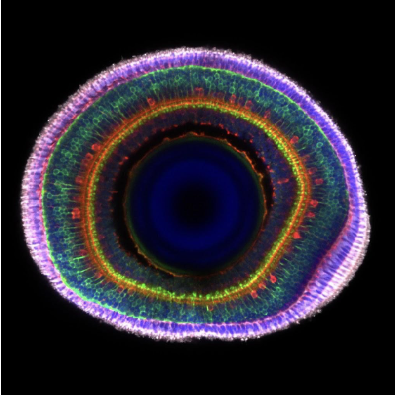 Jack Nicholls wins the Young Embryologist Network Image Competition
