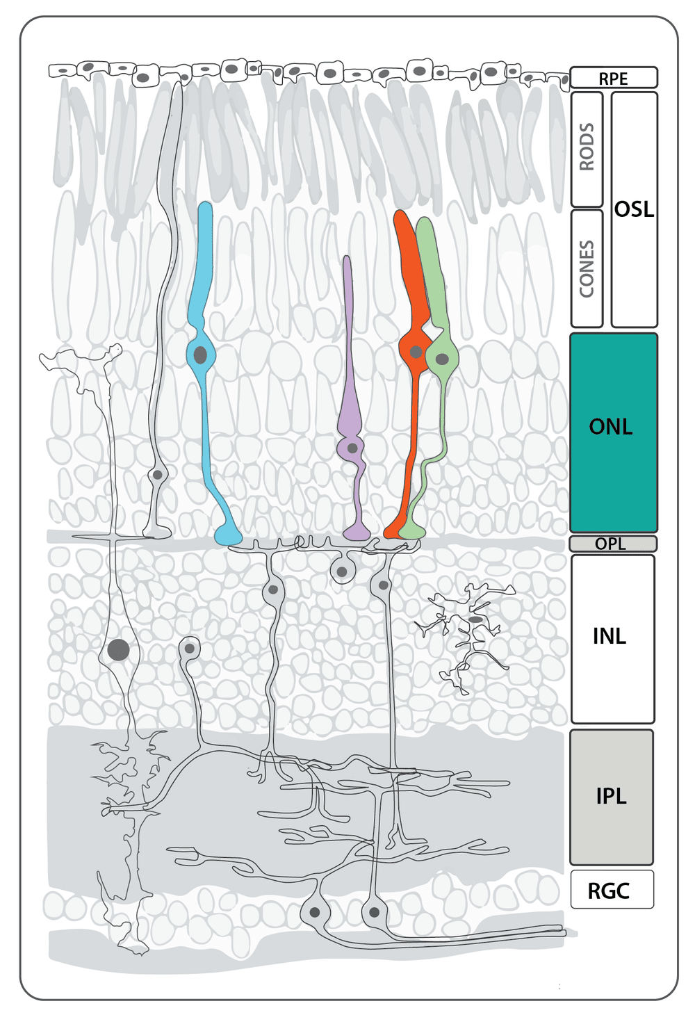 cones — Retinal Cell Types — Zebrafish UCL