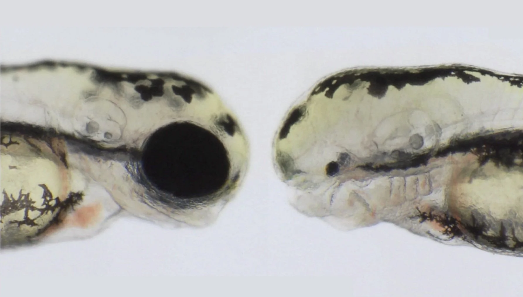 Young Lab banner Image canvas- ZF heads.jpg